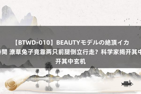 【BTWD-010】BEAUTYモデルの絶頂イカセ4時間 潦草兔子竟靠两只前腿倒立行走？科学家揭开其中玄机